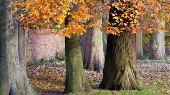 Trees in a wood