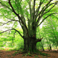 Large tree